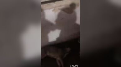 Shadow deepthroat shadow slut